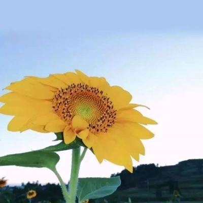 ayx体育在线登录